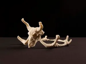 Корона - кости
