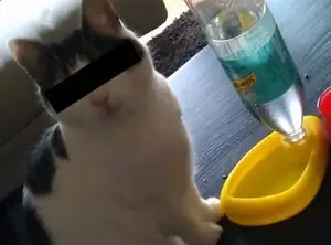 Миска для кота