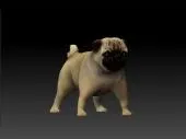 Мопс