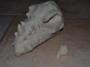 Череп дракона