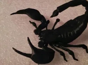 Скорпион