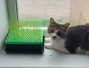 «Лоток для кошачьей травы с защитой...
