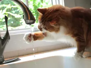 Поилка (фонтанчик) для кота