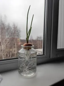 Держатель для проращивания лука на...