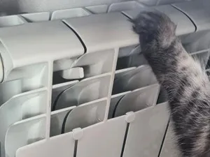 Защита кошачьих лапок от коварных р...
