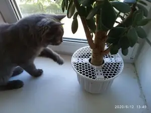 Защита растения от кота если тот в...