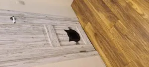 Дверь для кошки