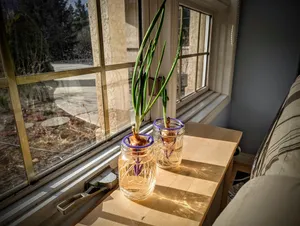 Mason Jar Bulb Sprouter