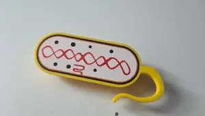 Prokaryotic cell bacteria