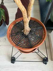 Blumentopf Schutz / Flowerpot protection