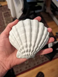 Lions Paw Scallop Seashell 3d Scan