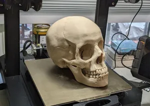 Human Skull, Anatomically Correct