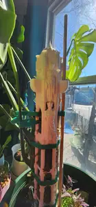 Modular Moss Pole - Roman Style