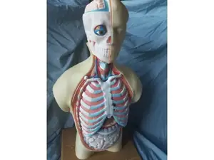 Human Torso Anatomy Model