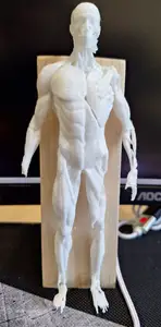 Human Body Muscles - Ecorche - Anatomy study