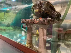 Aquatic Turtle Apartment Columns