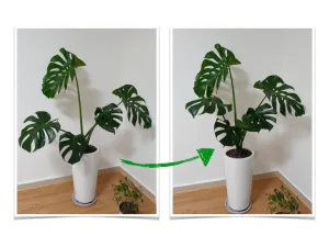 绿植支撑器