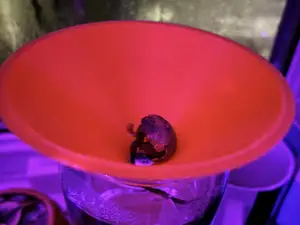 germination plate