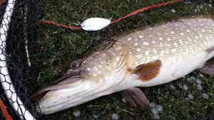 Fishing spoon / lure for pike