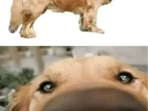 kircho