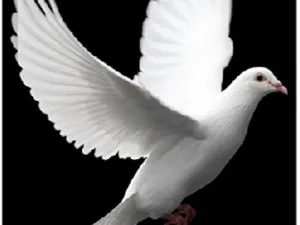 PALOMA BLANCA VUELO