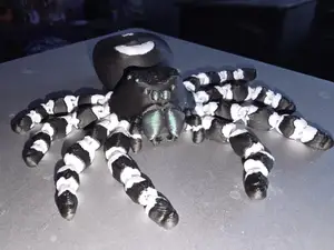 bold jumping spider