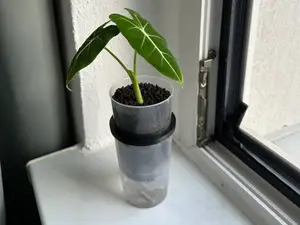 DIY selfwatering pot