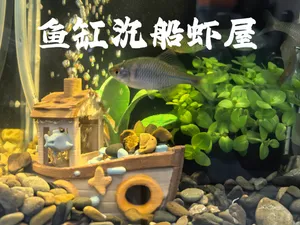 鱼缸沉船虾屋