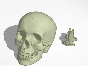 head