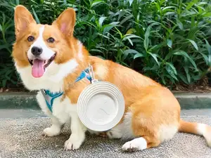 宠物折叠碗
