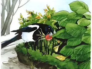 www