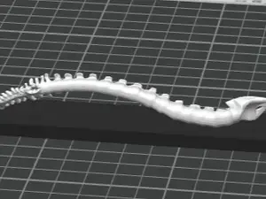 spine