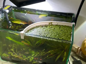 鱼缸浮萍遮挡拦截器