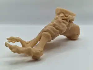 Human Foot Bone – 3D Model from MRI Scan