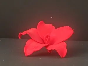 朱顶红花