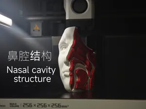 鼻腔结构生物教学模型(无AMS)