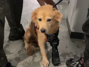PAWSTHETICS V2