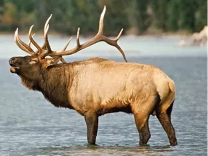 CCT nsəlxcin sníkłcaʔ Elk