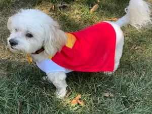Krypto Dog Tag from Superman