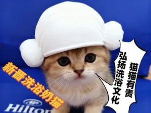毛巾羊角帽 浴帽?洗浴!本猫也要从小培养