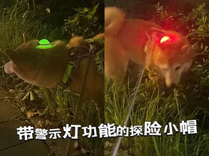 菲比的探险小帽—带警示灯功能(夜间遛狗必备哦)