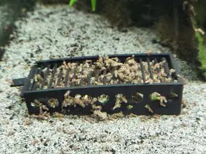 Aquarium Snail Traps