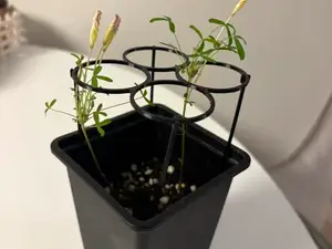 醡浆草支架