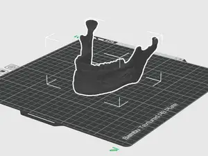 Human Mandible Anatomical Model