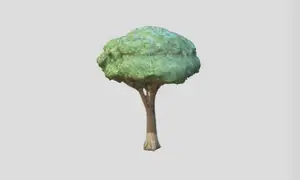 Oak Tree