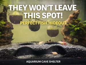 Home for your pet fish