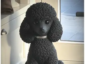 poodle