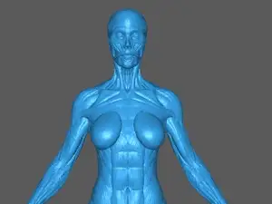 Female Ecorche anatomy study model