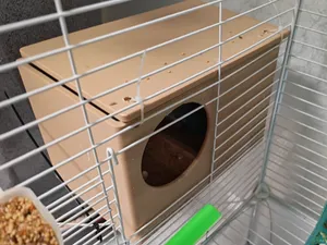 鹦鹉繁殖箱