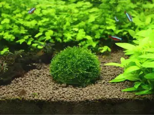 水草种植球 莫斯球